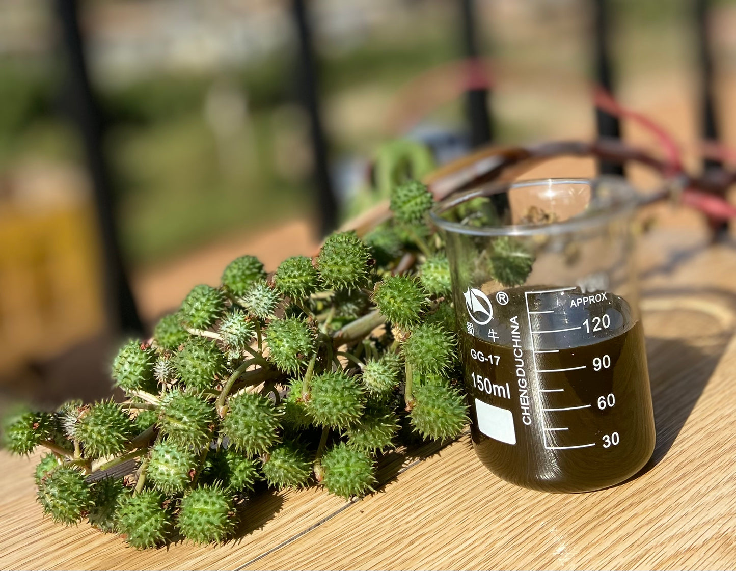 Castor Seed Oil