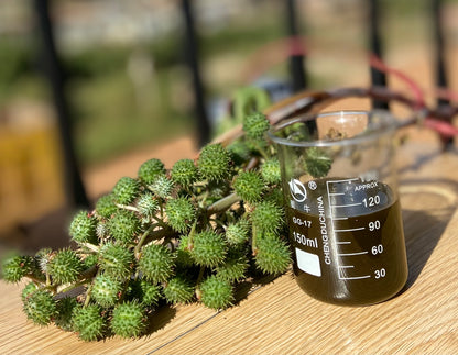 Castor Seed Oil