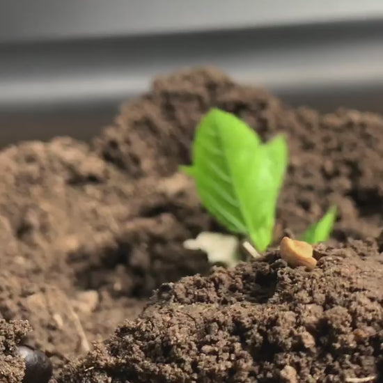 Growth of coffee from flower to bean
