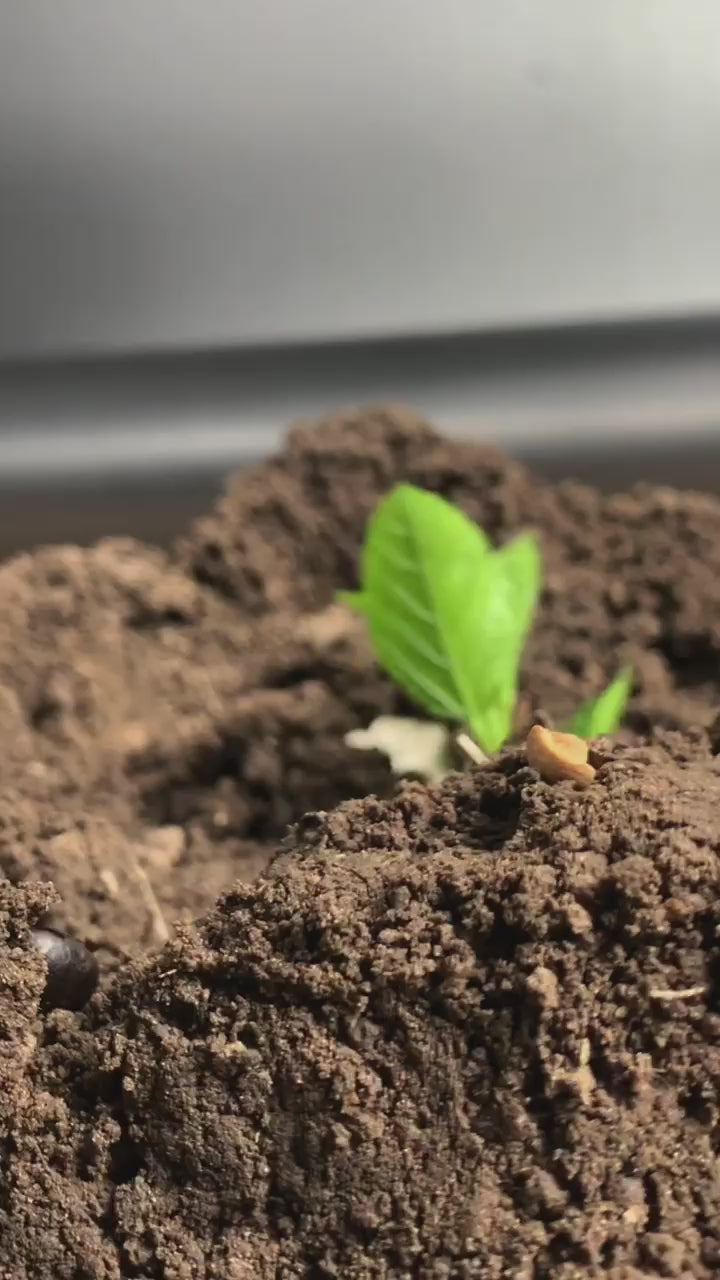 Growth of coffee from flower to bean
